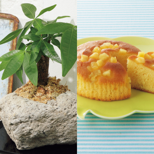 SUNCOF パキラの木ナチュレストーン植え（SUSTEE付）＋東京堂の焼き甘芋チーズケーキ【父の日】 商品サムネイル
